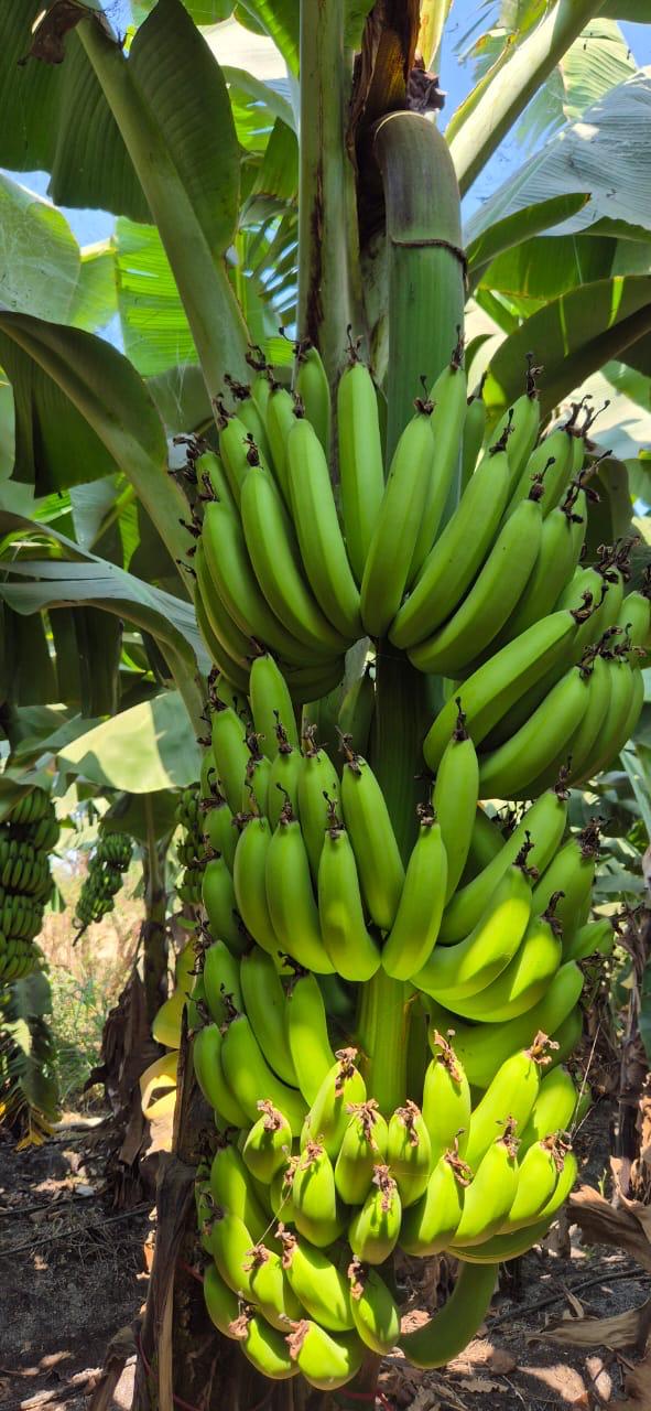 Fruit Innab Product Name : OTHER FRESH FRUITS View File