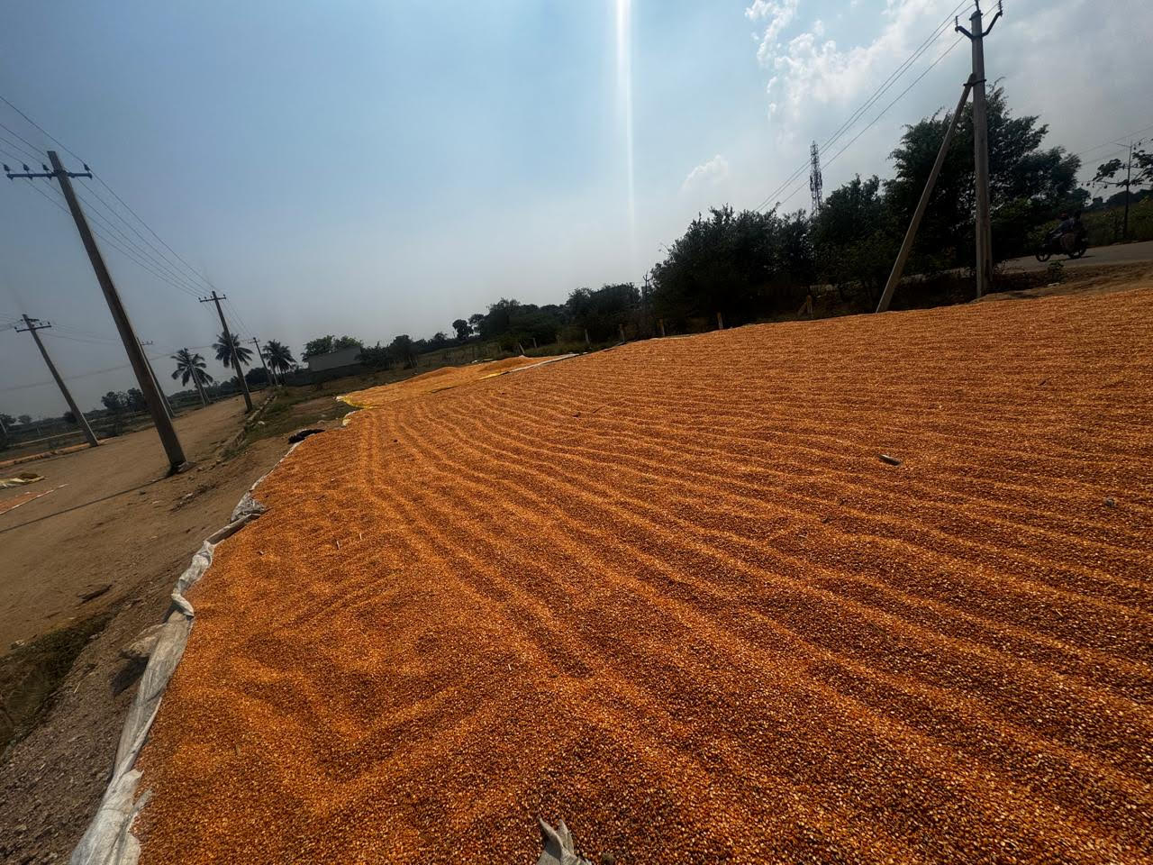Product Name : MAIZE View File